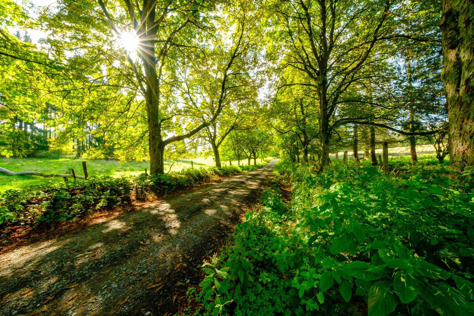 Habichtswald, Kastanienallee